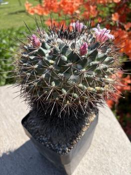 Mammillaria hertrichiana